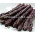 Suntoday vegetable F1 assorted fresh Europe high times vegetable hybrid seed catalogue for sale green asparagus seeds(A44003)